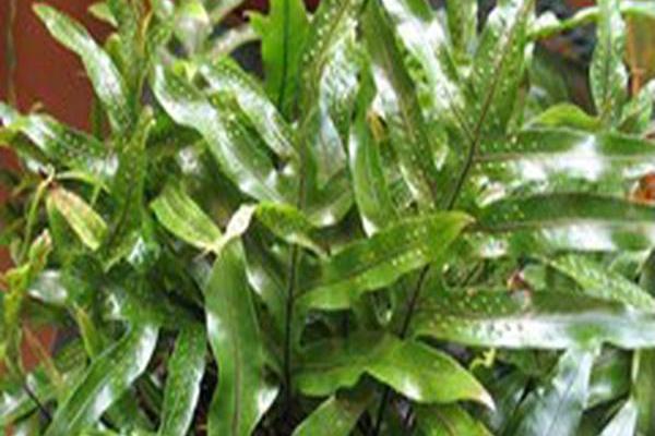 Phymatosorus diversifolius
