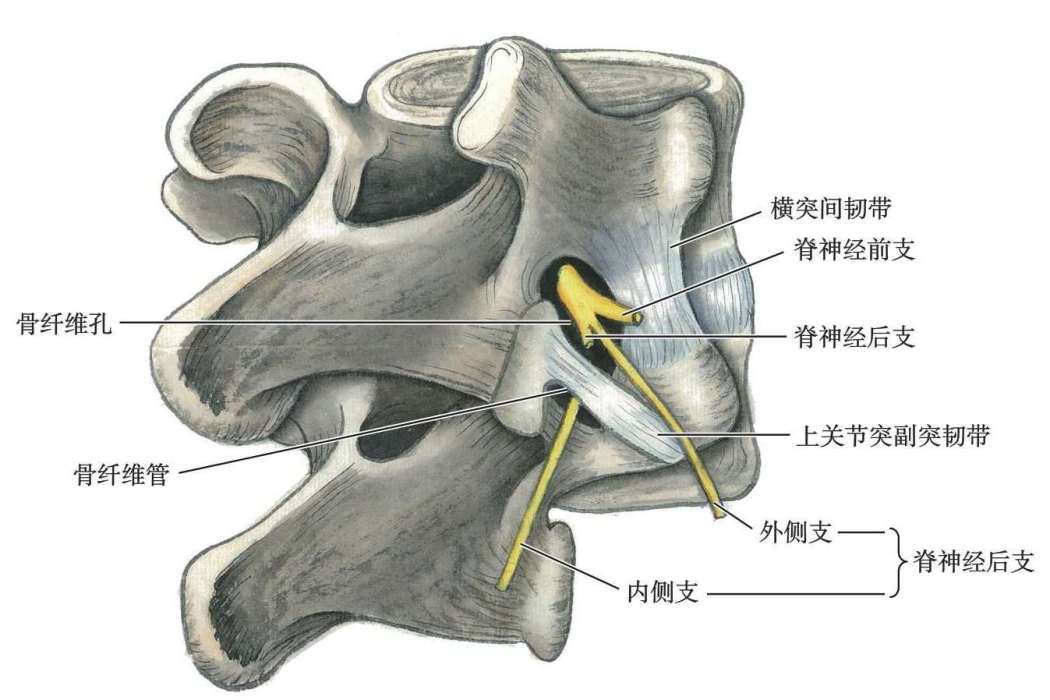 骨纖維管 骨纖維管