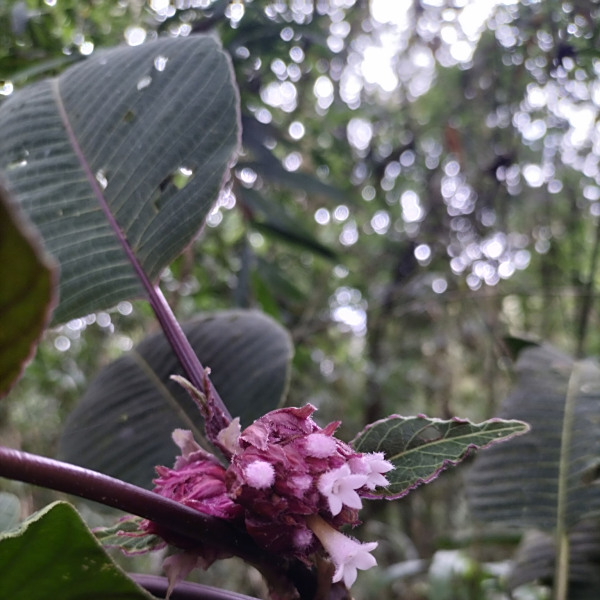 Palicourea psilophylla