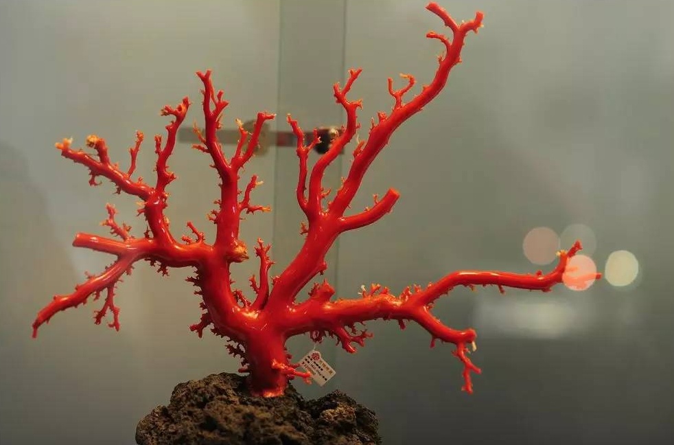 紅珊瑚(化石名稱)