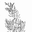 Agriophyllum squarrosum (L.) Moq Agriophyllum squarrosum (L.) Moq