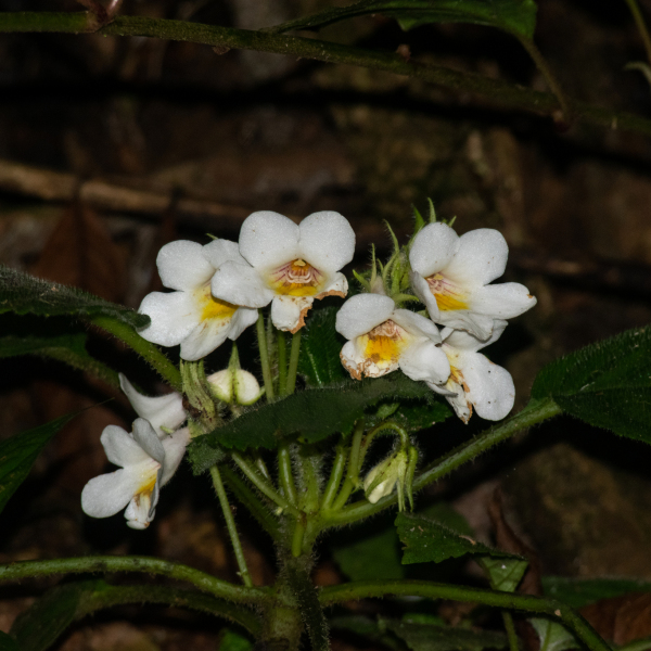 Gasteranthus herbaceus