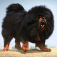 獒犬