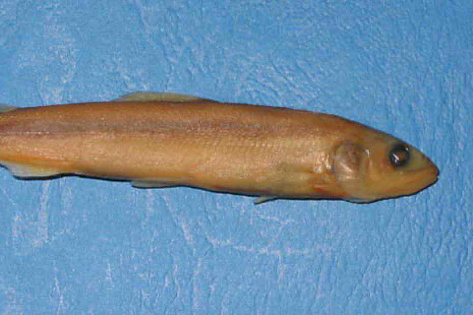 香魚屬 香魚屬