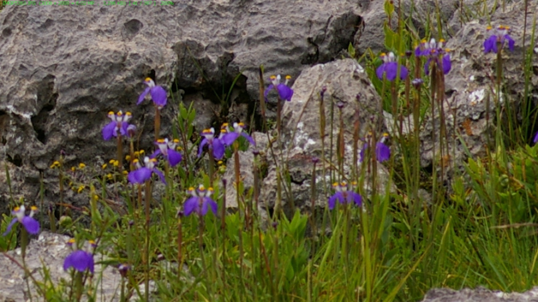 Hesperoxiphion herrerae