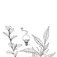嶽麓連蕊茶 嶽麓連蕊茶