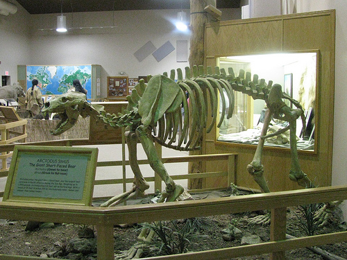 巨型短面熊骨骼化石