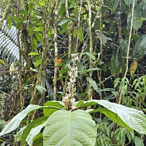 Odontonema albiflorum