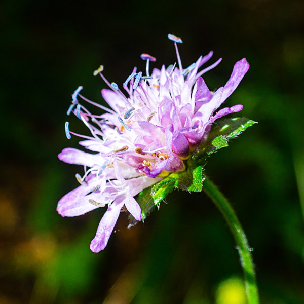 Knautia arvernensis