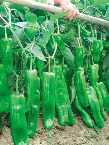 王者至尊(茄科辣椒屬植物) 王者至尊(茄科辣椒屬植物)