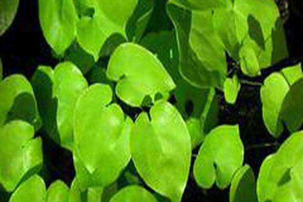 Epimedium pinnatum subsp. colchicum Epimedium pinnatum subsp. colchicum