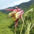 尖萼耬斗菜 尖萼耬斗菜