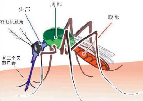 蚊子的身體結構