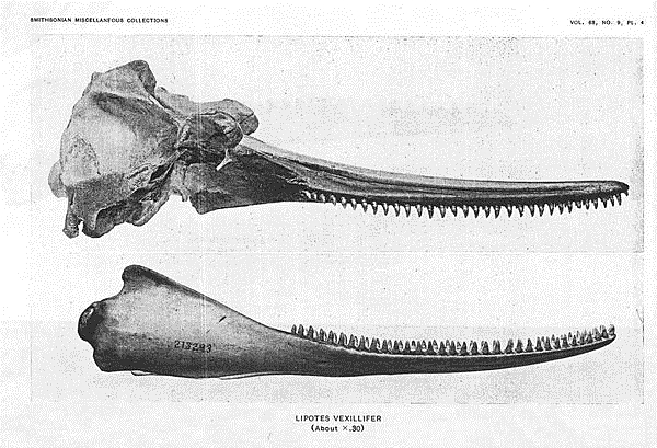 1918年米勒發表在論文裡的白鱀豚模式標本圖片