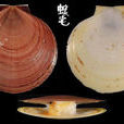 台灣日月蛤 台灣日月蛤