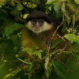 橄欖綠疣猴(蒼白綠疣猴)