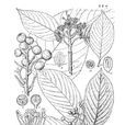 附生花楸 附生花楸