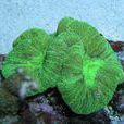 綠色八字腦珊瑚