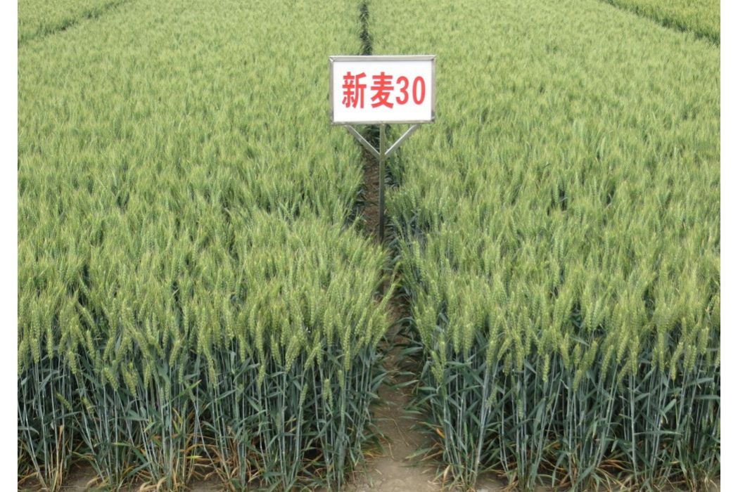 新麥30 新麥30