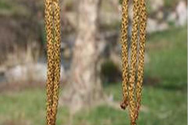 Betula utilis var. jacquemontii