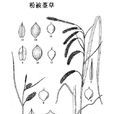 粉被薹草 粉被薹草