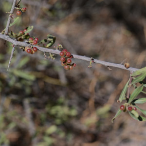 Schinus pilifera