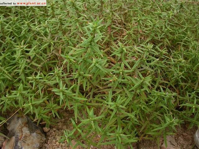 山東豐花草 山東豐花草