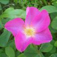 薔薇亞綱
