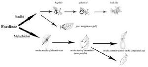 蚜亞科演化模式