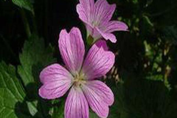 Geranium × oxonianum \x27Claridge Druce\x27