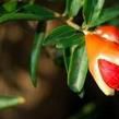 植物語言 植物語言
