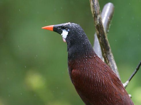 黑擬椋鳥 黑擬椋鳥
