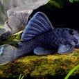 藍絲絨異型魚