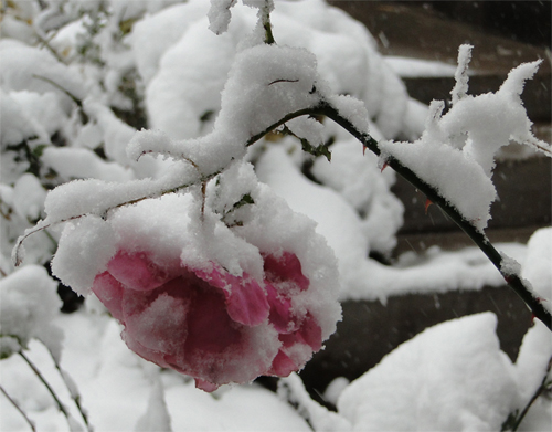 雪中的玫瑰