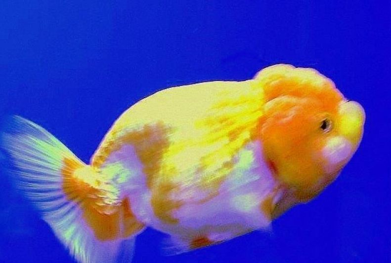 金魚列印病 金魚列印病