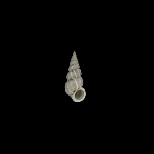 林氏海螄螺
