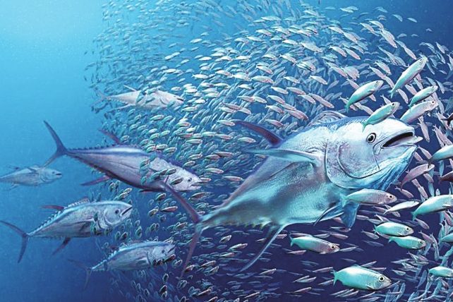 水銀刀魚 水銀刀魚