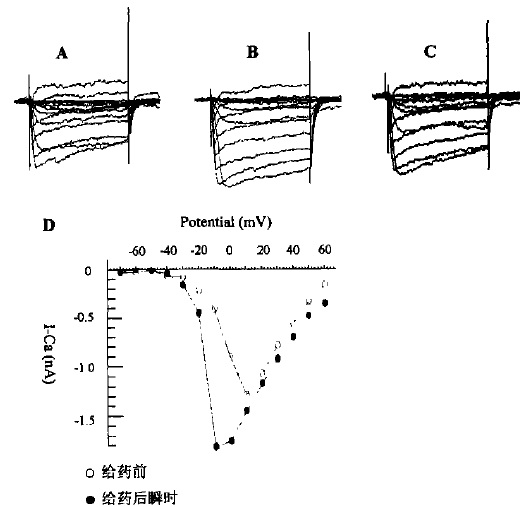 織錦芋螺毒素對海馬神經元鈣電流影響