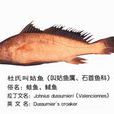 杜氏叫姑魚 杜氏叫姑魚
