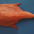 單棘躄魚屬 單棘躄魚屬