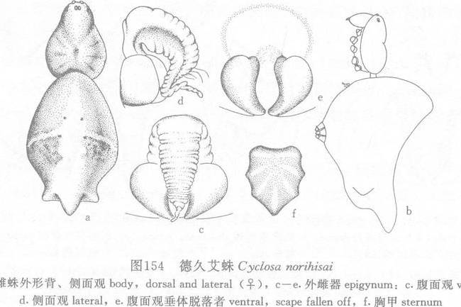德久艾蛛 德久艾蛛