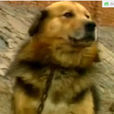 青龍犬 青龍犬