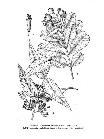 麗薇屬 麗薇屬