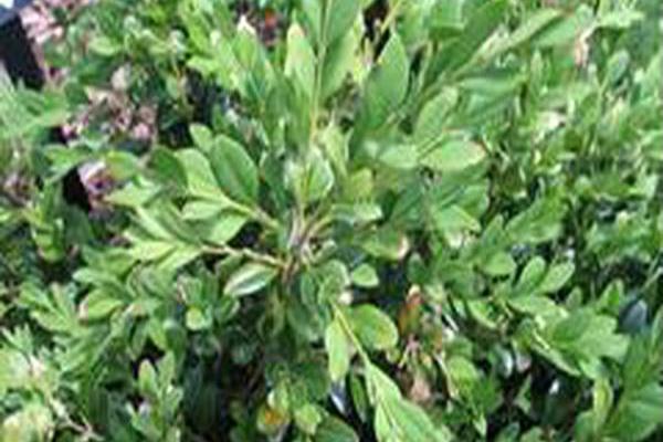 Buxus sempervirens \x27Paramus\x27 Buxus sempervirens \x27Paramus\x27