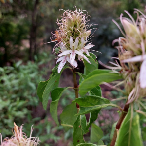 Ruttya ovata