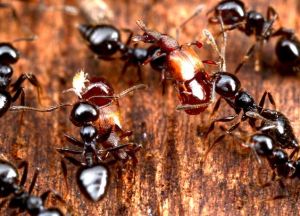 食蟻甲蟲