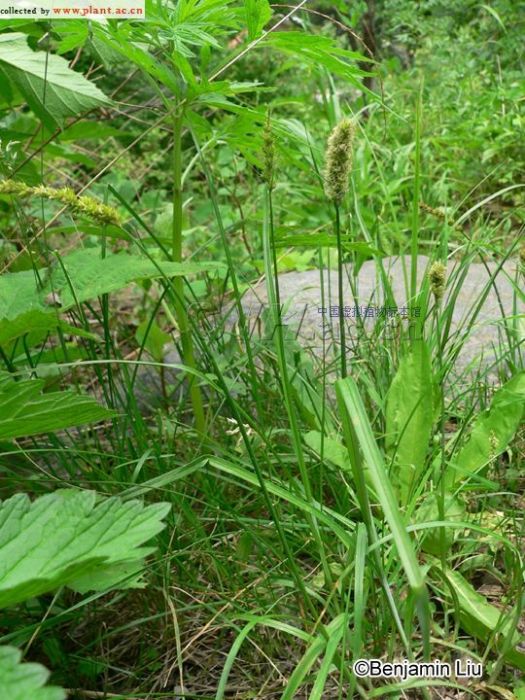 山丹薹草 山丹薹草