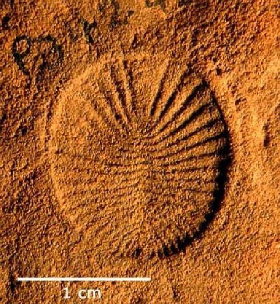 狄更遜水母化石，發現於澳大利亞埃迪卡拉山