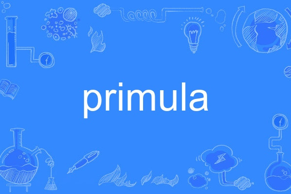 primula primula