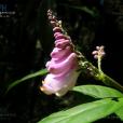 密花遠志 密花遠志